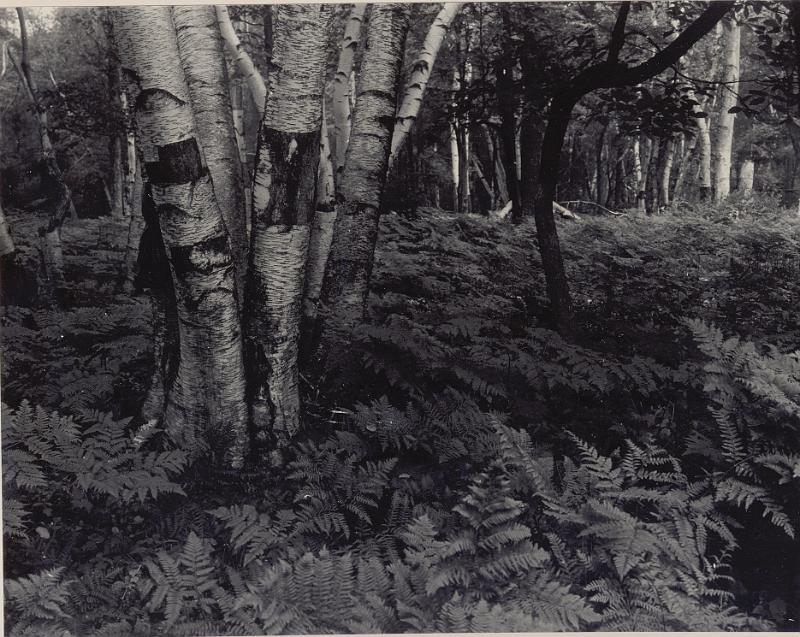 Birch Forest.jpg
